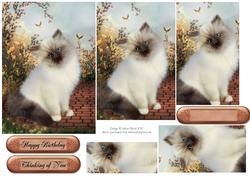 Graceful Kitten on the Terrace - Pyramid