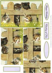 Kittens at the Fence - Pyramid