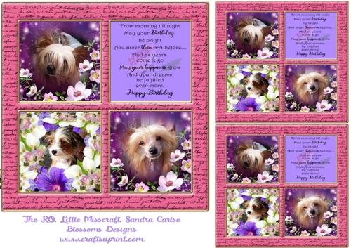 Chinese Crested dogs