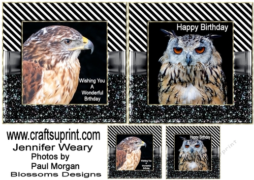 Birthday Birds of Prey 