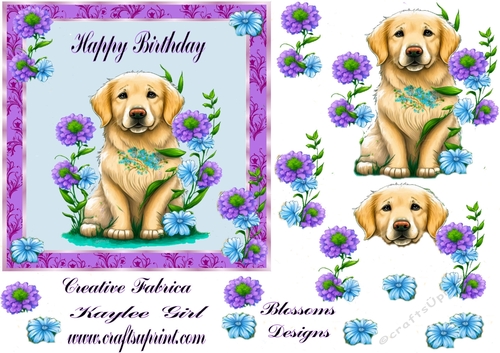 Labrador birthday 