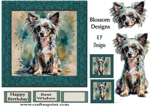 Chinese Crested Dog