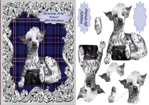 Dog Chinese Crested Birthday card