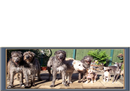 Who let the dogs out !