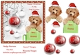 Cute dog Christmas