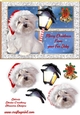 Merry Christmas from your furry friend