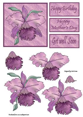 Purple Orchid