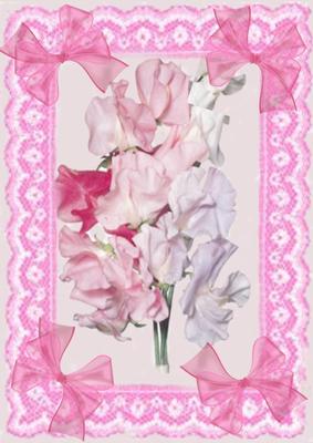 Sweet Peas