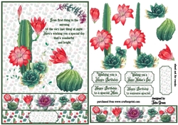 Colourful cactus