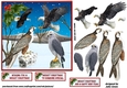 Christmas winter birds of prey