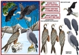 Christmas winter birds of prey A5