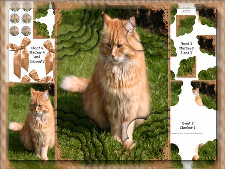 A4 Long Haired Ginger Cat 4 Corner Scallop Stacker Card Kit