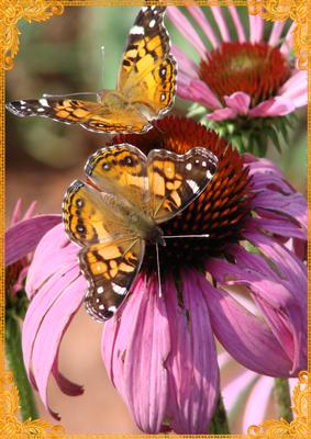 Yellow Butterfly with Pink Flower A4