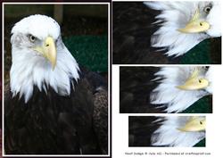 Bald Eagle Pyramid Sheet