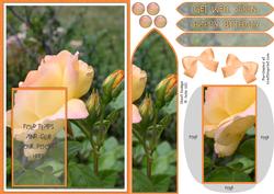 Peach Rose Bookmark Keepsake Sheet
