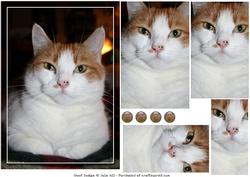 Ginger and White Cat Pyramid Sheet