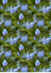 Forget Me Nots Backing Paper