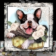 Frenchie in A Basket
