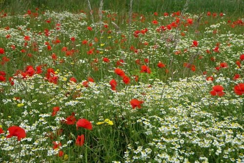 Field of Wildflowers