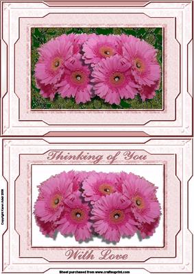 Gerberas