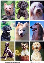 Just Dogs