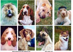 Dogs - Toppers