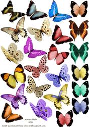 Butterfly Embellishments