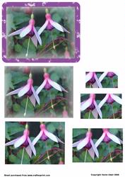 Fuschia's