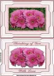 Gerberas