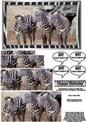 Zebra Pyramid Card Front