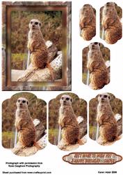 Meerkat Pyramid Card Front