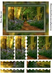 Bluebell Woods