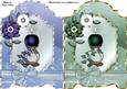 Christmas Candles Quick Screen Cards in Blue and Green