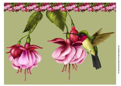 A4 Fushia and Hummingbird