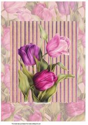 A4 Tulips