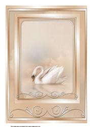 A4 Swan Elegance