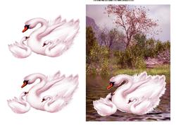 Swans on the Lake