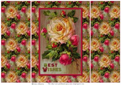 Pink and Yellow Roses