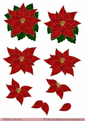 Christmas Poinsettia