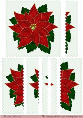 Beautiful Poinsettia
