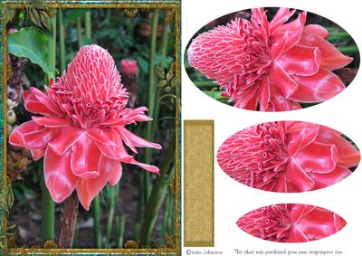 Pink Thai Flower 1