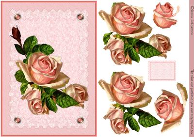 Pink Rose on Lace