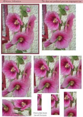 Pink Hollyhock