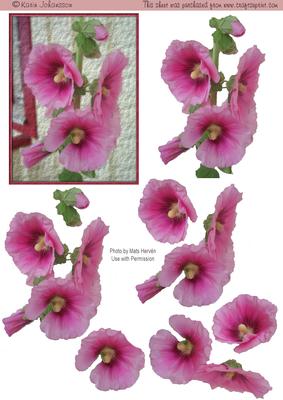 Pink Hollyhock