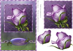 Lavender Single Rose