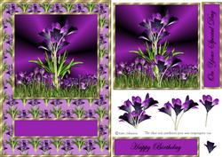 Purple Crocus