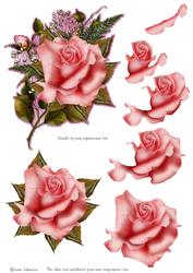 The Rose