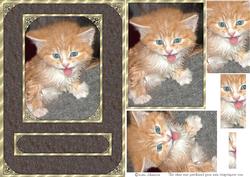 Wet Cat Contest