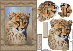 Cheetah Cub