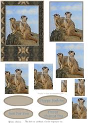 Meercat 1